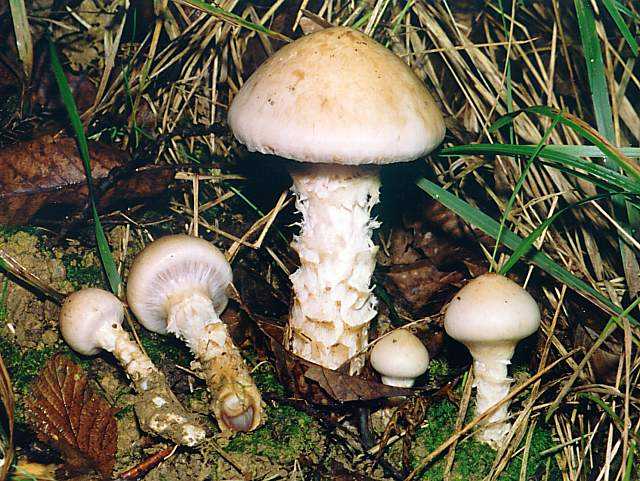 Гебелома опоясанная (Hebeloma mesophaeum): где и как растет, можно ли употреблять в пищу, как отличить от двойников. Описание внешнего вида с фото.