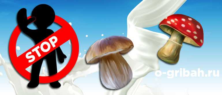 Белый гриб и его опасные или малосъедобные двойники - грибы собираем
