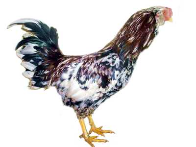 Куры орловской породы: внешний вид и характеристика поризводительности орловских ситцевых куриц и петушков