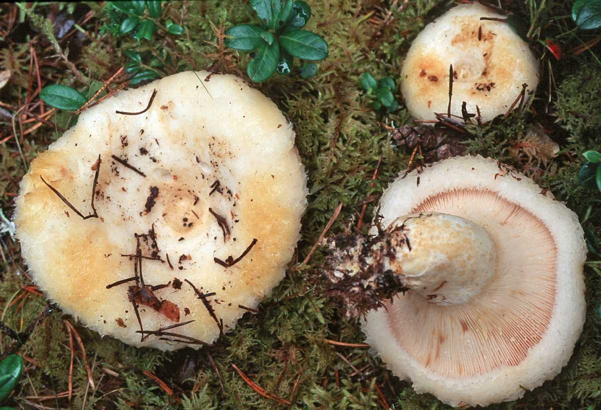 Груздь болотный: описание гриба, где растет, когда плодоносит. Съедобность, способы приготовления. Есть ли ложные несъедобные двойники, как их отличить.