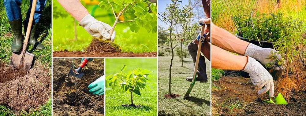 Как правильно посадить саженцы плодовых деревьев осенью