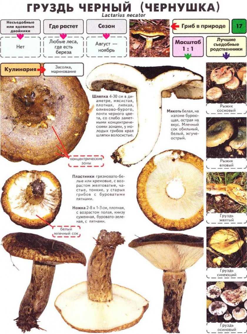 Трюфель белый – гриб. описание, полезные свойства и применение