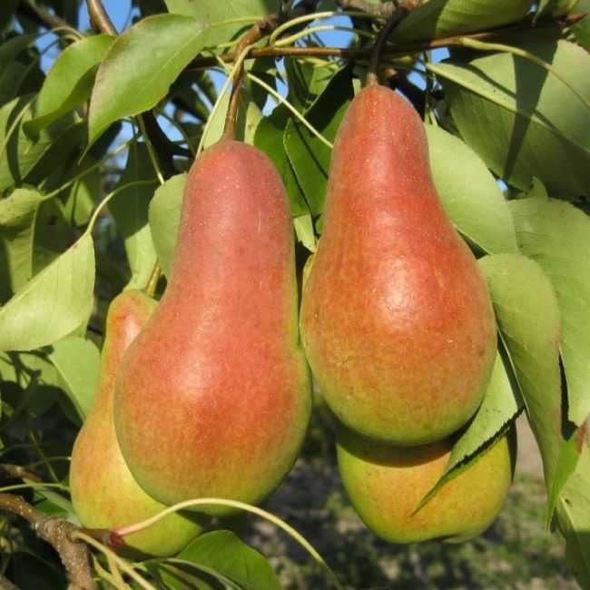 Груша "ника": фото плодов, описание сорта и его особенностей selo.guru — интернет портал о сельском хозяйстве