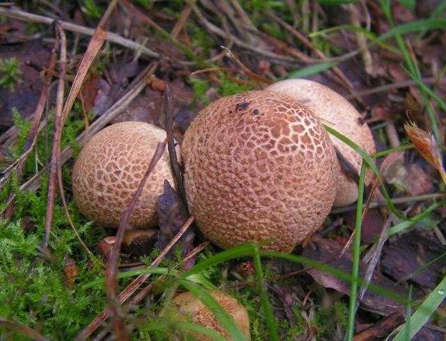 Что таится под необычным названием гриба рядовка скученная?