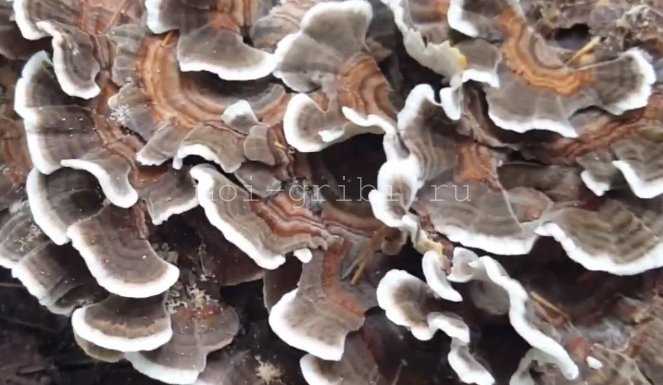 Траметес пушистый (траметес покрытый, trametes pubescens): как выглядит, где и как растет, съедобный или нет