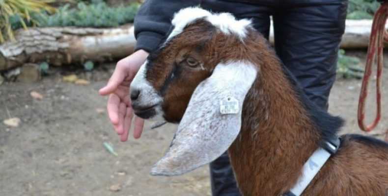Нубийская порода коз: сколько дает молока, описание, характеристики