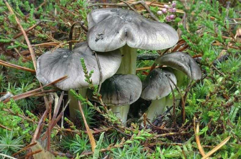 Тополиная рядовка: описание, полезные свойства и рецепты приготовления маринованного и засоленного гриба