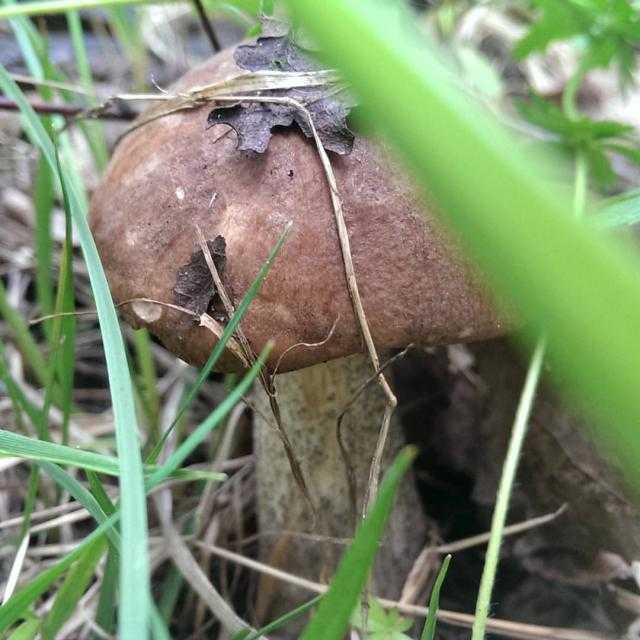 ✅ белые грибы: где растут и когда собирать, в какой сезон искать в лесу - tehnoyug.com