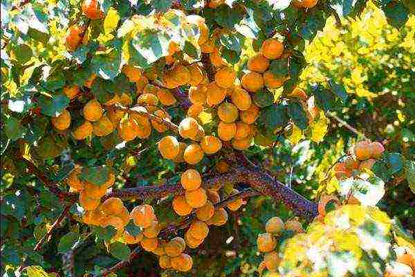 Абрикос краснощекий: описание сорта, особенности выращивания