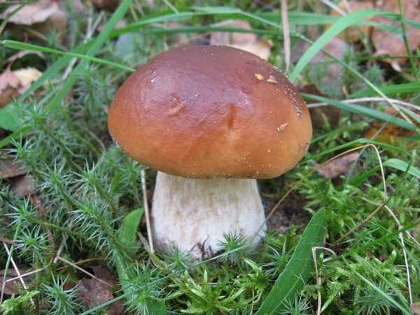 Белый гриб, фото и описание, лечебные свойства