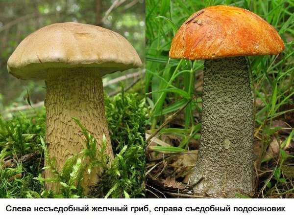 Ложный подосиновик: какие грибы подходят под это определение, как отличить настоящий красноголовик от схожих видов. Какие из ложных двойников съедобны.