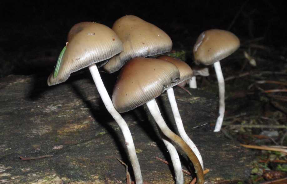 Псилоцибе синеющая: в чем опасность этого небольшого гриба?