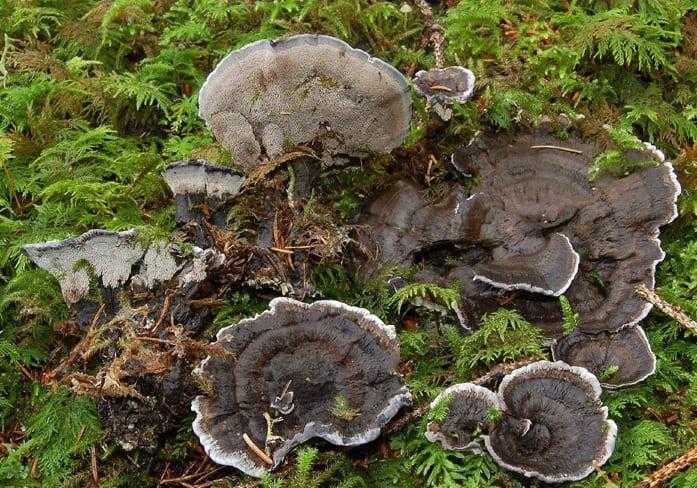 Чудеса природы: какие необычные грибы существуют в мире