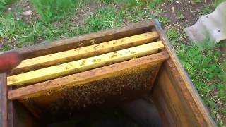Пчелопакеты на пасеке: развитие пчел, пересадка насекомых в улей
