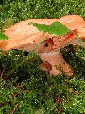 Как правильно мыть свежие грибы опята после леса: видео и советы грибникам