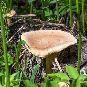 Пилолистник чешуйчатый – гриб, растущий на столбах и шпалах