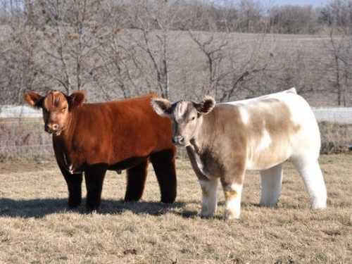 Мясные породы коров и быков