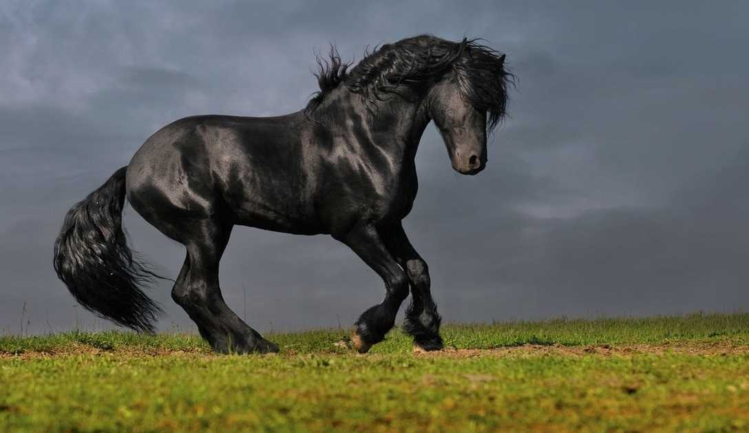 Фризская лошадь – особенности содержания животного, интересные факты о породе