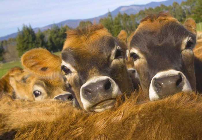 Содержание коров и быков (крс) в домашних условиях