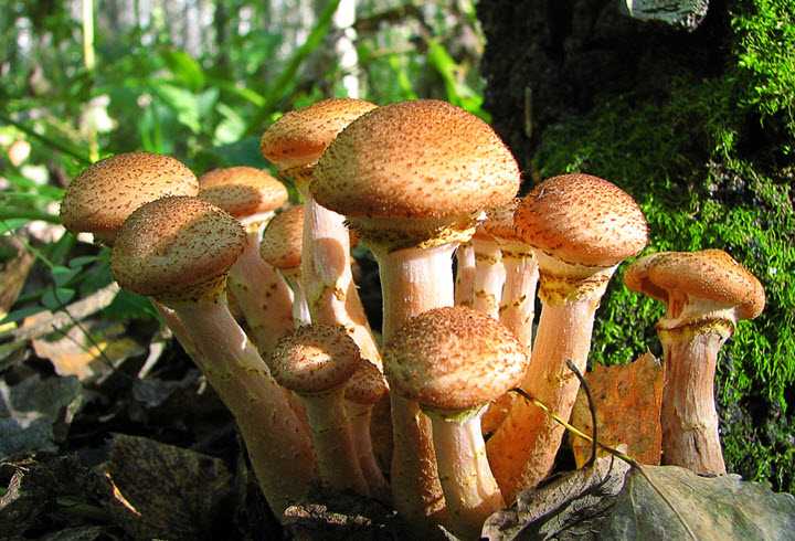 Реферат на тему: грибы. заготовка грибов впрок, рецепты и полезные советы