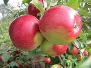 Яблоня лигол: описание сорта яблок, посадка + фото, отзывы