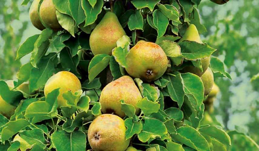 Выращивание яблони и груши в саду: особенности ухода и популярные сорта