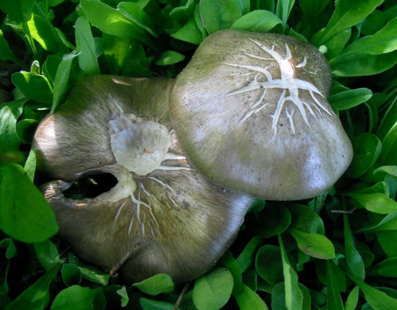 Как отличить съедобные грибы от несъедобных
