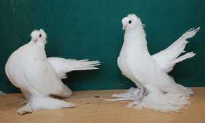 Характерные качества статных голубей