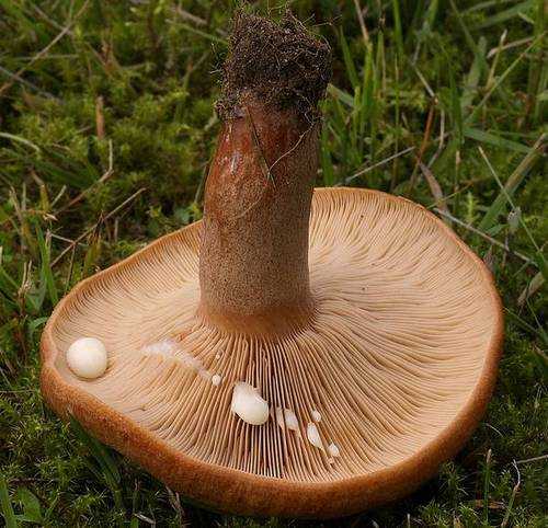Как выглядит гриб млечник