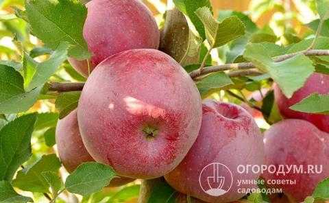 Яблоня гала: описание сорта и отзывы садоводов