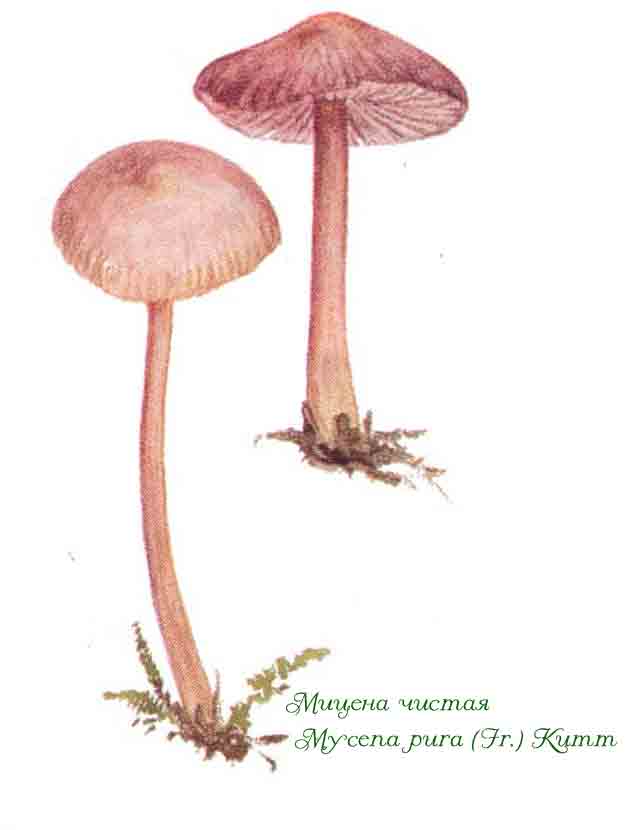 Мицена кровяноножковая: описание внешнего вида гриба, отличительные признаки. Где встречается и можно ли употреблять в пищу.