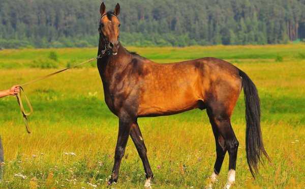 Ахалтекинская лошадь – особенности уникальной породы, размер, вес и основные масти животного