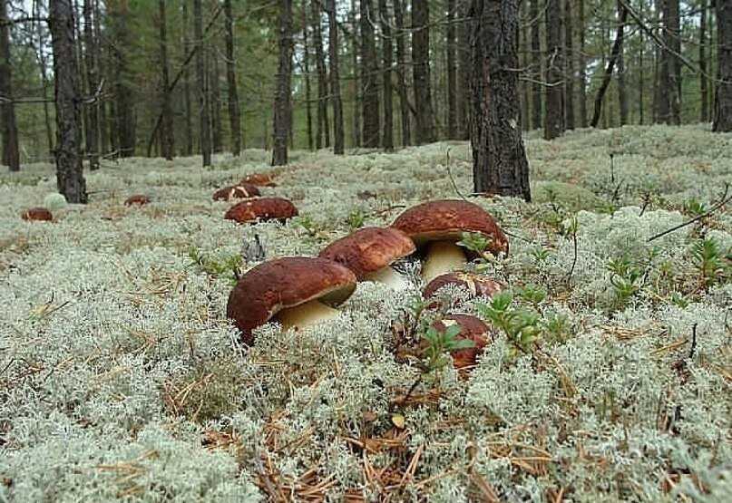 Как быстро растет гриб? когда начинают расти грибы? сколько растет белый гриб