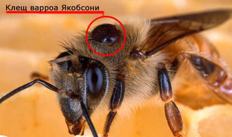 Бипин т (1 мл): инструкция по применению для пчел, как развести, отзывы, чем отличается от бипина