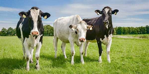 Содержание коров: в личном хозяйстве, в домашних условиях для начинающих, с чего начать и как завести, как ухаживать