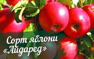 Описание и характеристика сорта яблони айдаред
