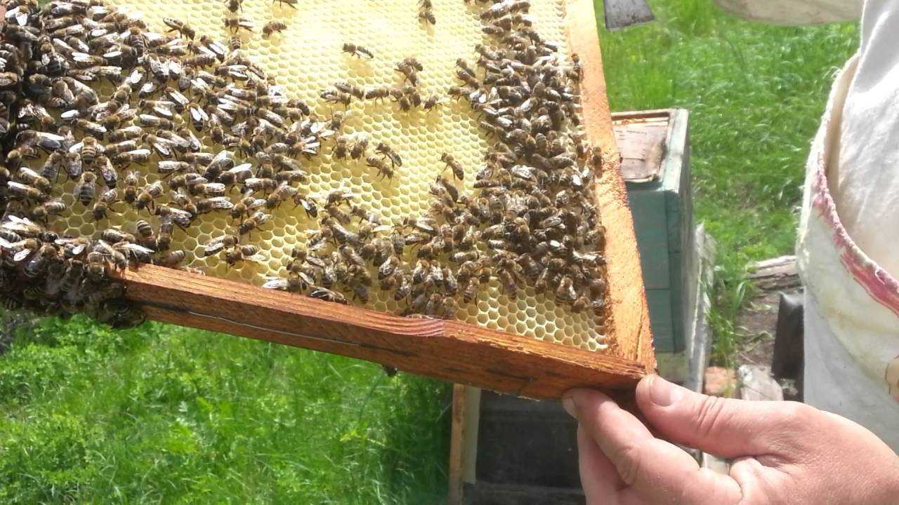 Отводки пчел без матки: пошаговая инструкция и рекомендации,формирование отводков самым простым способом