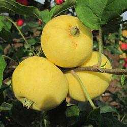 Правила посадки и выращивания яблони китайки
