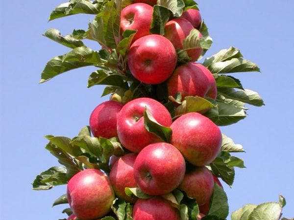 Колоновидная яблоня медок: описание сорта, фото и отзывы, посадка