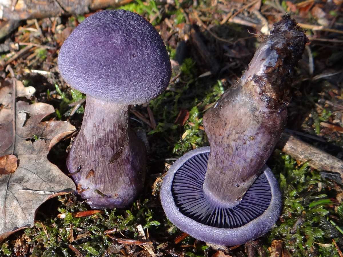 Гриб паутинник фиолетовый: описание, съедобный или нет