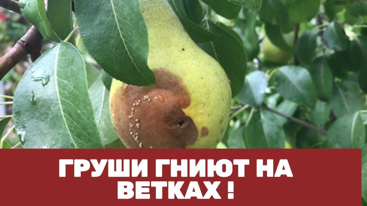 Гниют плоды груши на дереве — что делать