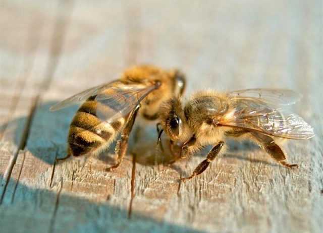 Порода пчел карника и их характеристики: поведение пчеломаток и описание представителей подвидов – med-pochtoi.ru