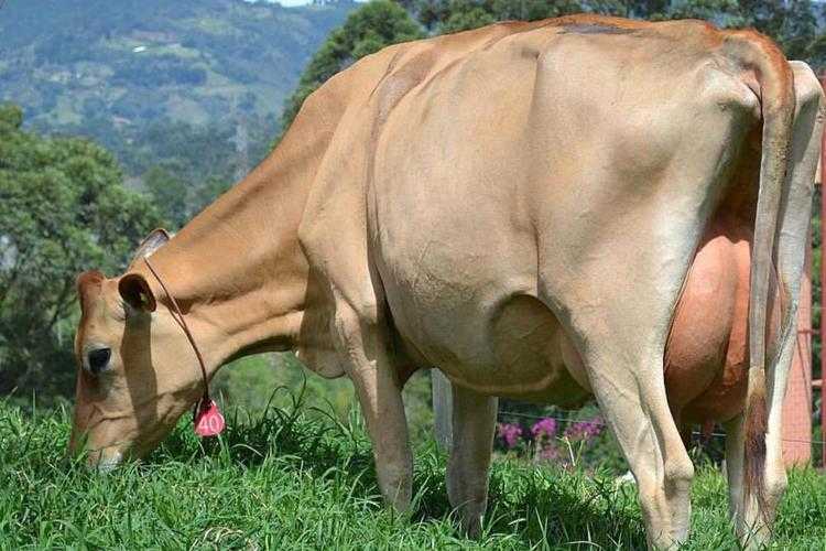 Определение стельности коровы народными средствами