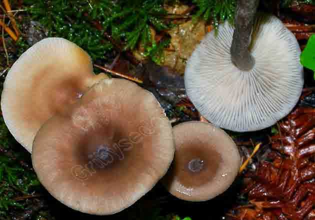 Говорушки: фото и описание съедобных грибов