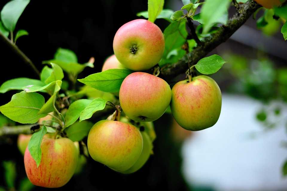Особенности и правила посадки яблони осенью в ленинградской области