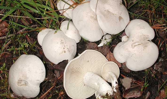 Как засолить грибы рядовки на зиму. заготовка грибов рядовок