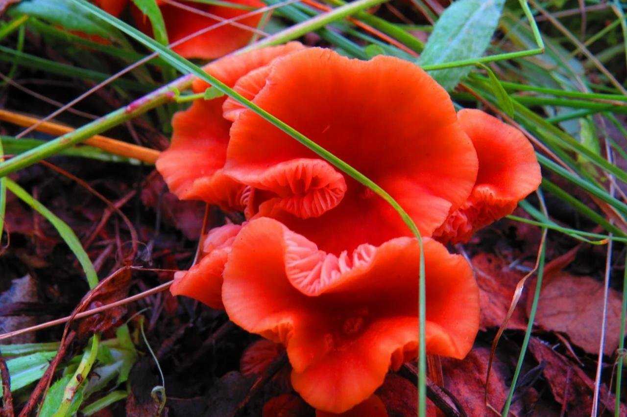 Сатанинский гриб: виды, описание, места произрастания, можно ли есть, симптомы отравления, как отличить от похожих съедобных грибов
