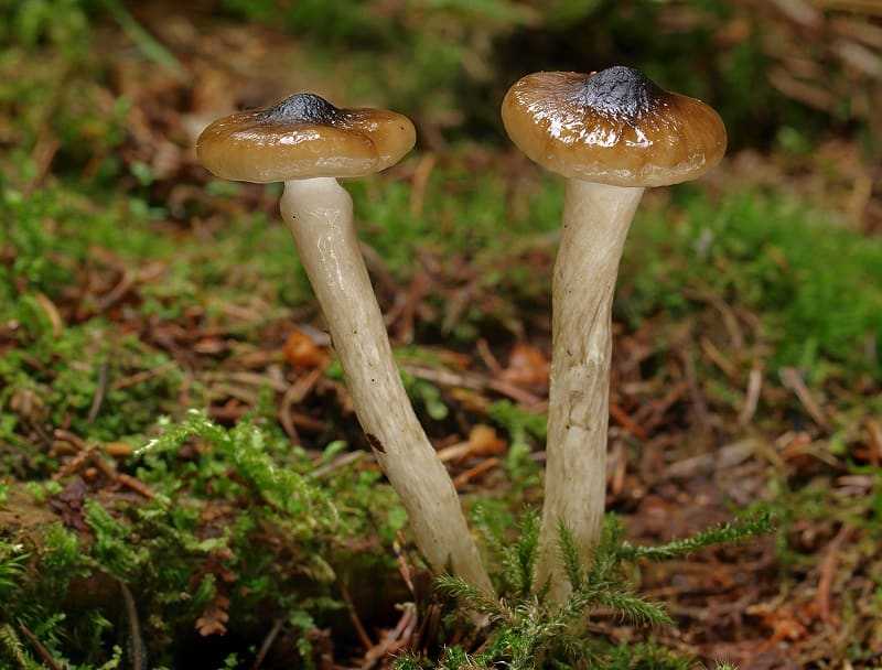 Какие грибы растут весной: самые первые, самые ранние