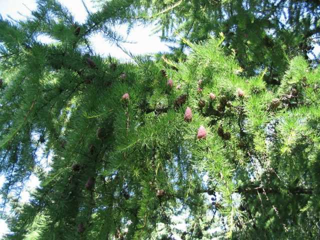 Дерево сибирская лиственница: фото и описание, ареал, особенности и характеристики сибирской лиственницы
