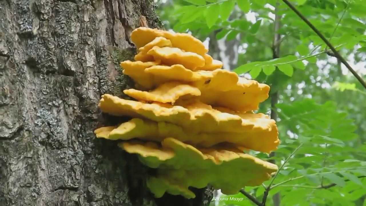 Сатанинский гриб: виды, описание, места произрастания, можно ли есть, симптомы отравления, как отличить от похожих съедобных грибов